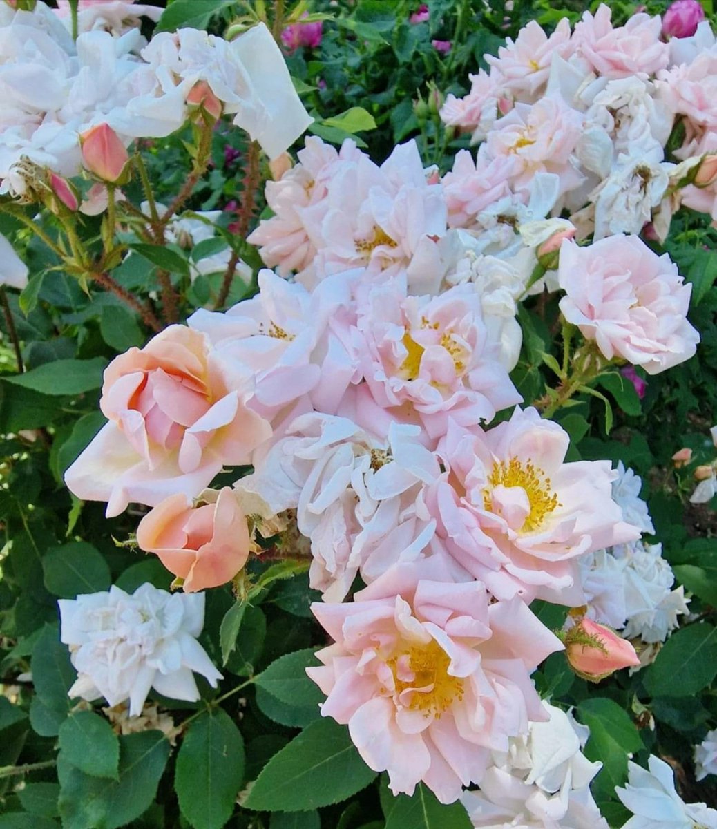 Love for Roses🌸🌼🤍
Peace & Happiness to all of you☀️
.
#angelasimonini #art #painter #artandroses #loveroses #loveforroses #irishgarden #garden #roses #rose #orange #orangeroses #whiteroses #white #oldroses #beautyofroses #beauty #vintageroses #rosebouquet #loveflowers…