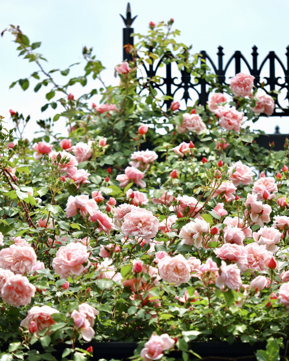 アルベルティーヌ(アルバータイン) サーモン・ピンクの中輪の半剣弁平咲きで、数輪の房で咲き、花付きがよいです。 花にはティー系のやや強い香りがあり、一季咲きです。