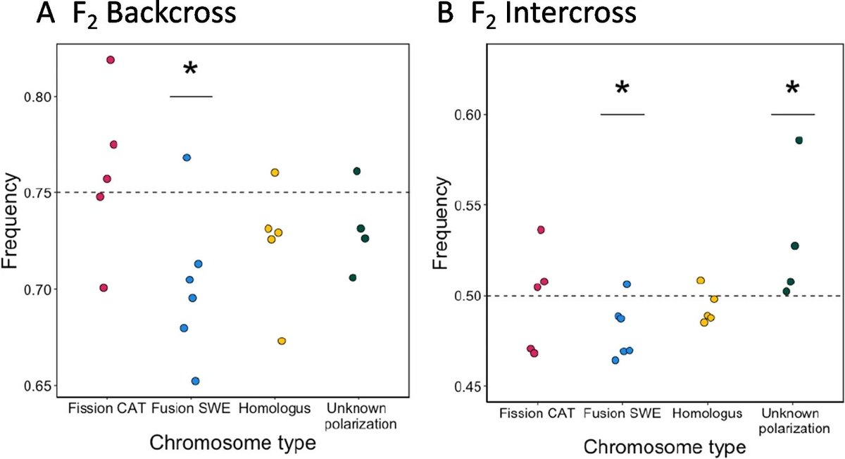 We observed a transmission bias favoring the ancestral chromosomal state for derived fusions (Fusion SWE) in two separate crossing experiments. (6/8)