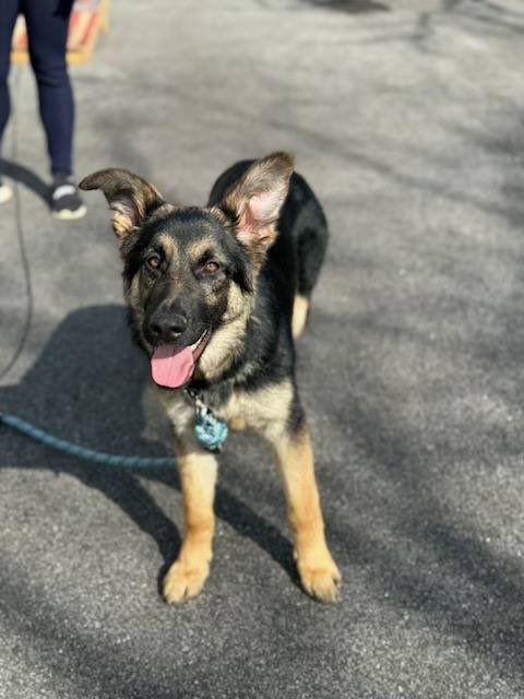 Help sweet Ginger find a Loving home @Penny2449 @MarkSagarin @AshiaReiki @OffTheLeashFP @MillieOTLFP @The_Animal_Team @Nightowl400 @EMluvsPibbles @irishfox1949 
@FETCHDogTrainer #GermanShepherd #GSD #AdoptDontShop #TeamZay
allshepherdrescue.com