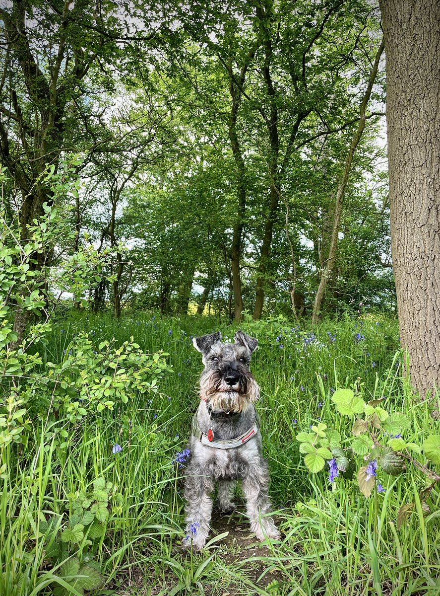 'If we save our wild places, we will ultimately save ourselves.' - Steve Irwin 💚

#Nature #Greenspaces #Wildlife #Dogs #Dogsofx #Schnauzers #SchnauzerGang