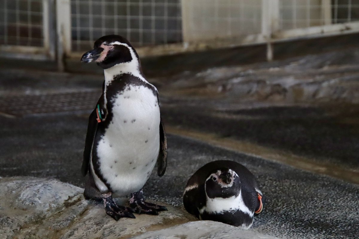 あの時の幼鳥コンビちゃんなのかい！？
#長崎ペンギン水族館
#フンボルトペンギンや
