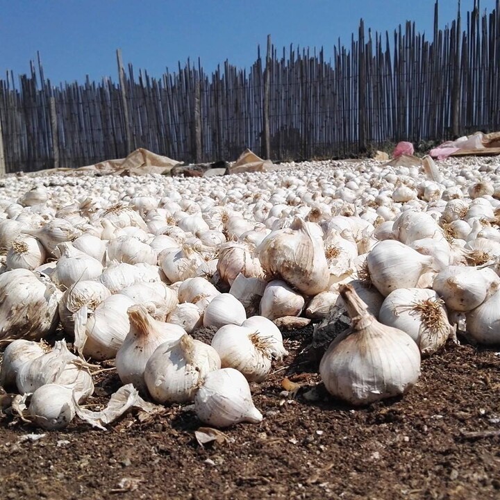 Garlic farming 

#agribusinesstalk