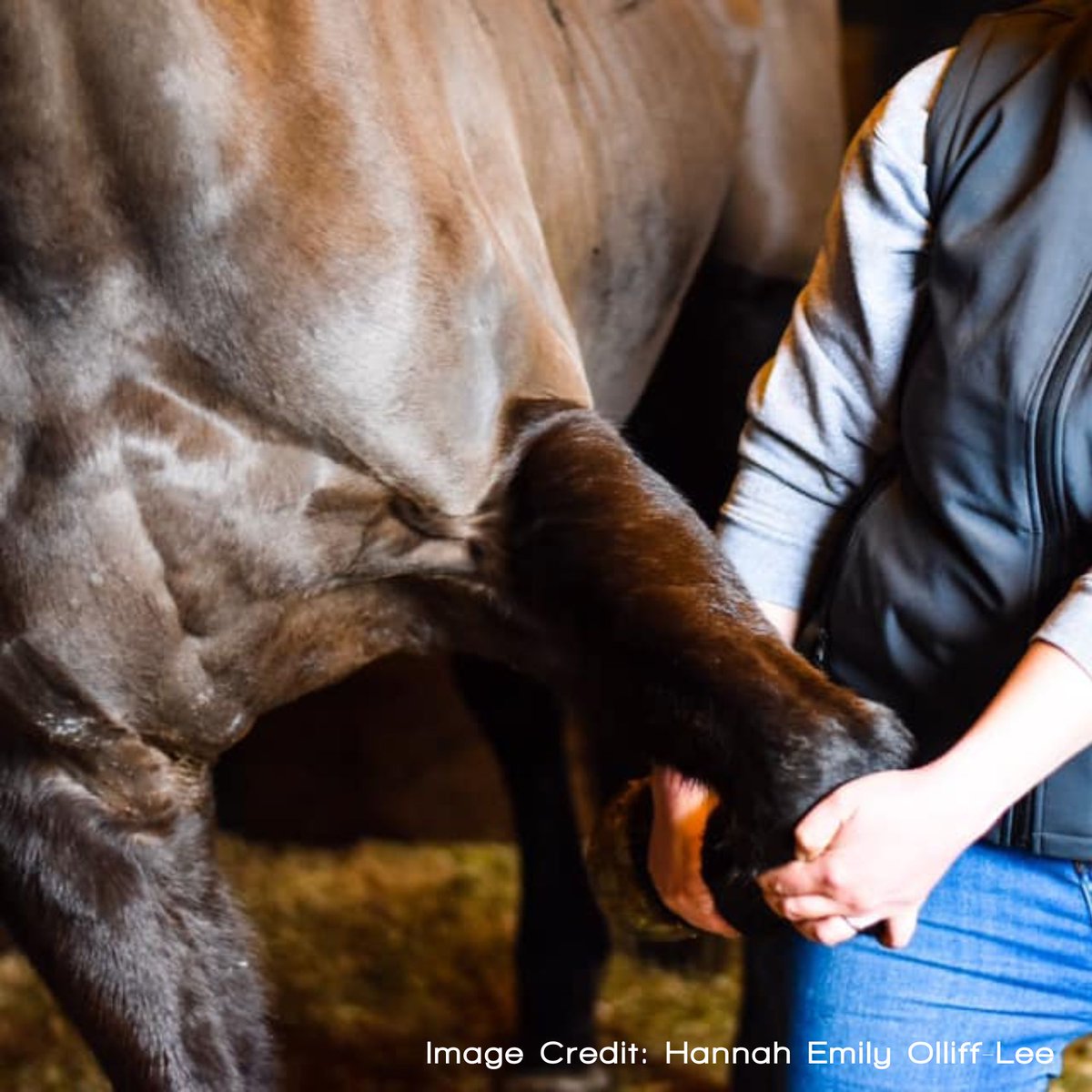 There are 10 steps to a perfect rehab evaluation. 

Read more here: onlinepethealth.com/ten-steps-to-t…