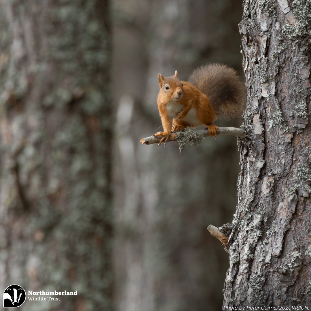 The Red Squirrel Recovery Network (RSRN) is an ambitious project which will work at a super-landscape scale to bring about lasting change for red squirrels, who would be lost in 10 years without continuous and extensive conservation effort. Learn more at nwt.org.uk/what-we-do/pro…