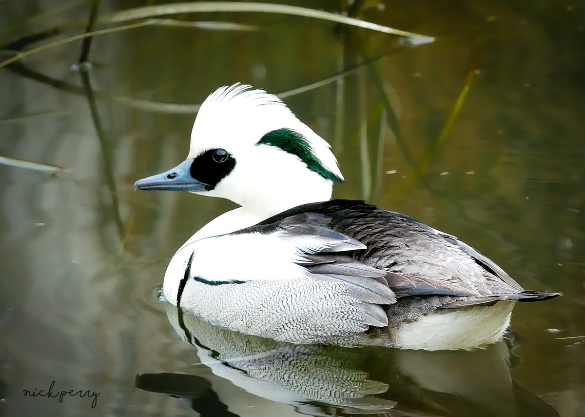 #AlphabetChallenge #WeekS
S is for Smew.
At WWT Slimbridge.

#TwitterNatureCommunity 
#TwitterNaturePhotography 
#birdphotography #photoOfTheDay
#NatureTherapy