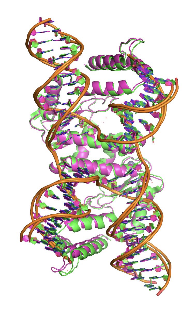 shozeb_haider's tweet image. Case 1: PDB 2QNC. A DNA Holliday junction in complex with T4 endo IV resolvase.
Amazingly AF3 predicts the complex within 1.3A. The protein is spot on although one arm is slightly splayed outwards. Not unexpected as this protein was used in training.
Pink-AF3
Green-2QNC