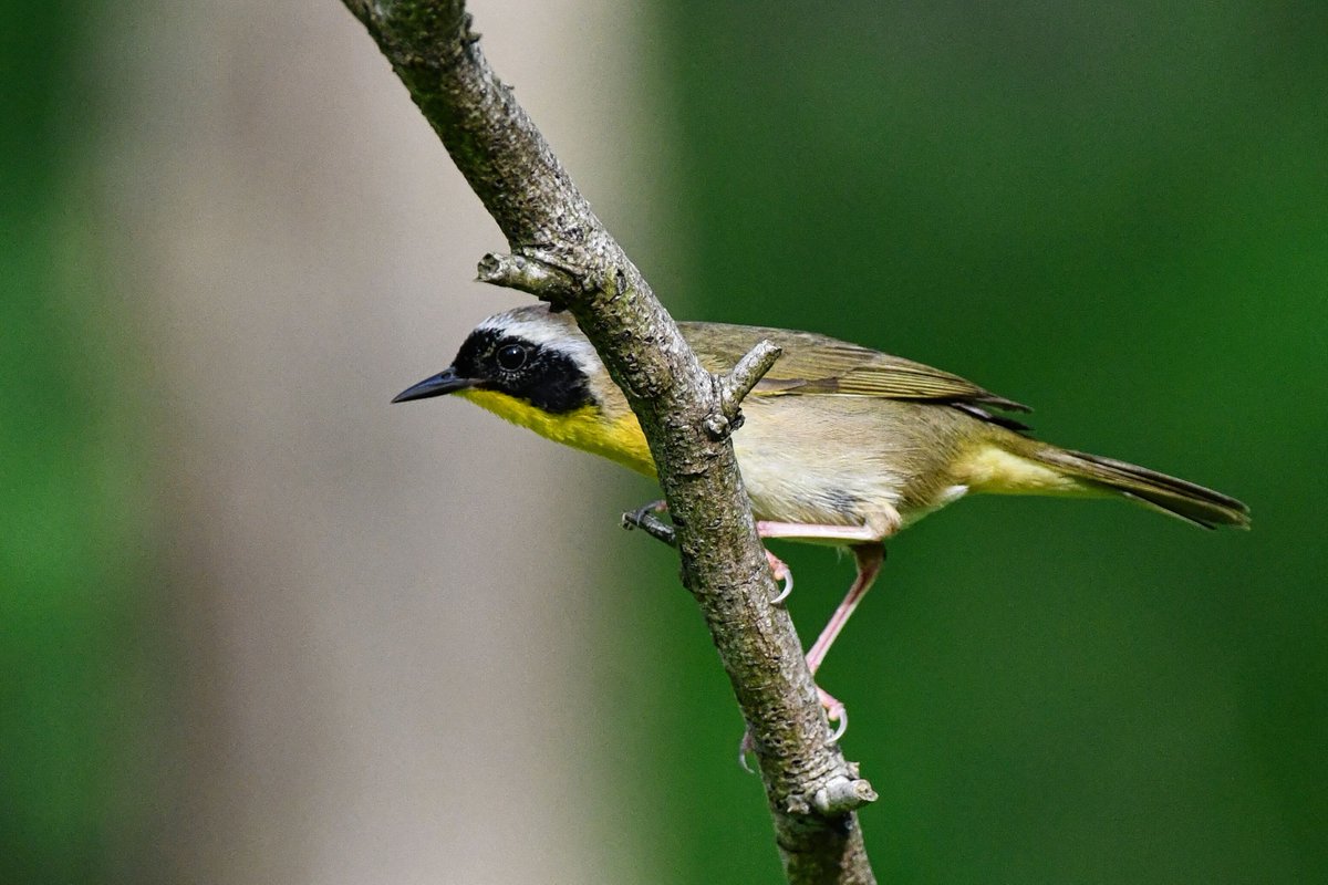 Common Yellowthroats are everywhere.