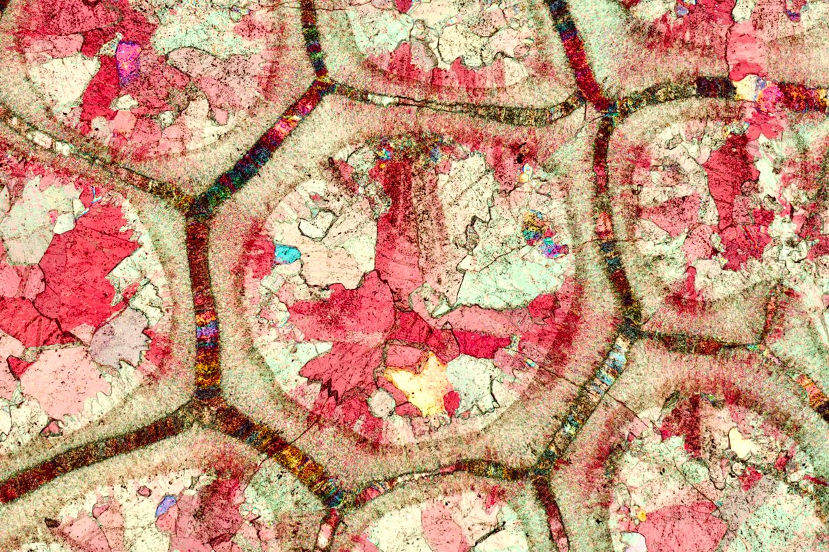 Another view of a lovely fossilized colony of bryozoa from unknown locality. Width c. 3 mm. polarized light. #science #art #colors #patterns #minerals #crystals #fossils #photography #microscope #geology #paleontology
