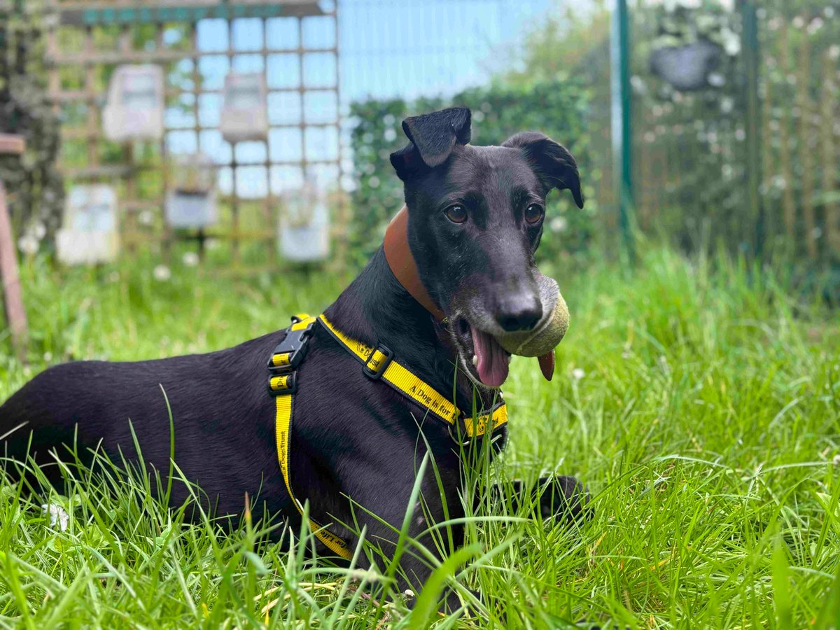 Toys are Dancer's biggest love in life! He's searching for his #ForeverHome 💛 dogstrust.org.uk/rehoming/dogs/… #DogsTrust #Greyhound