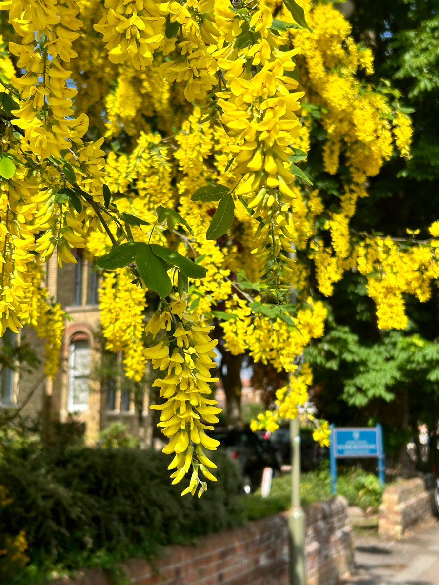 Spring scenes at Norham Gardens 💛🐝 Follow us on Instagram for more photos ➡ instagram.com/oxforddeptofed/