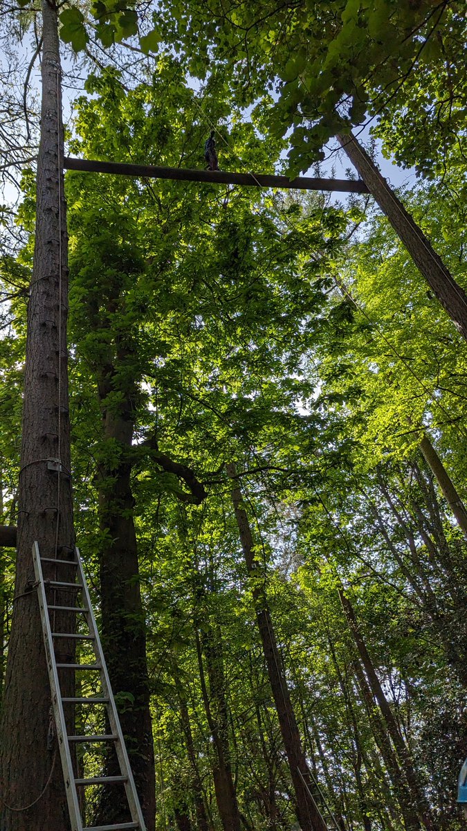Some daredevil year 5s 🧗🏼‍♀️ <a href="/ComberbachMrDN/">David Newton</a>  @ComberbachMrsY