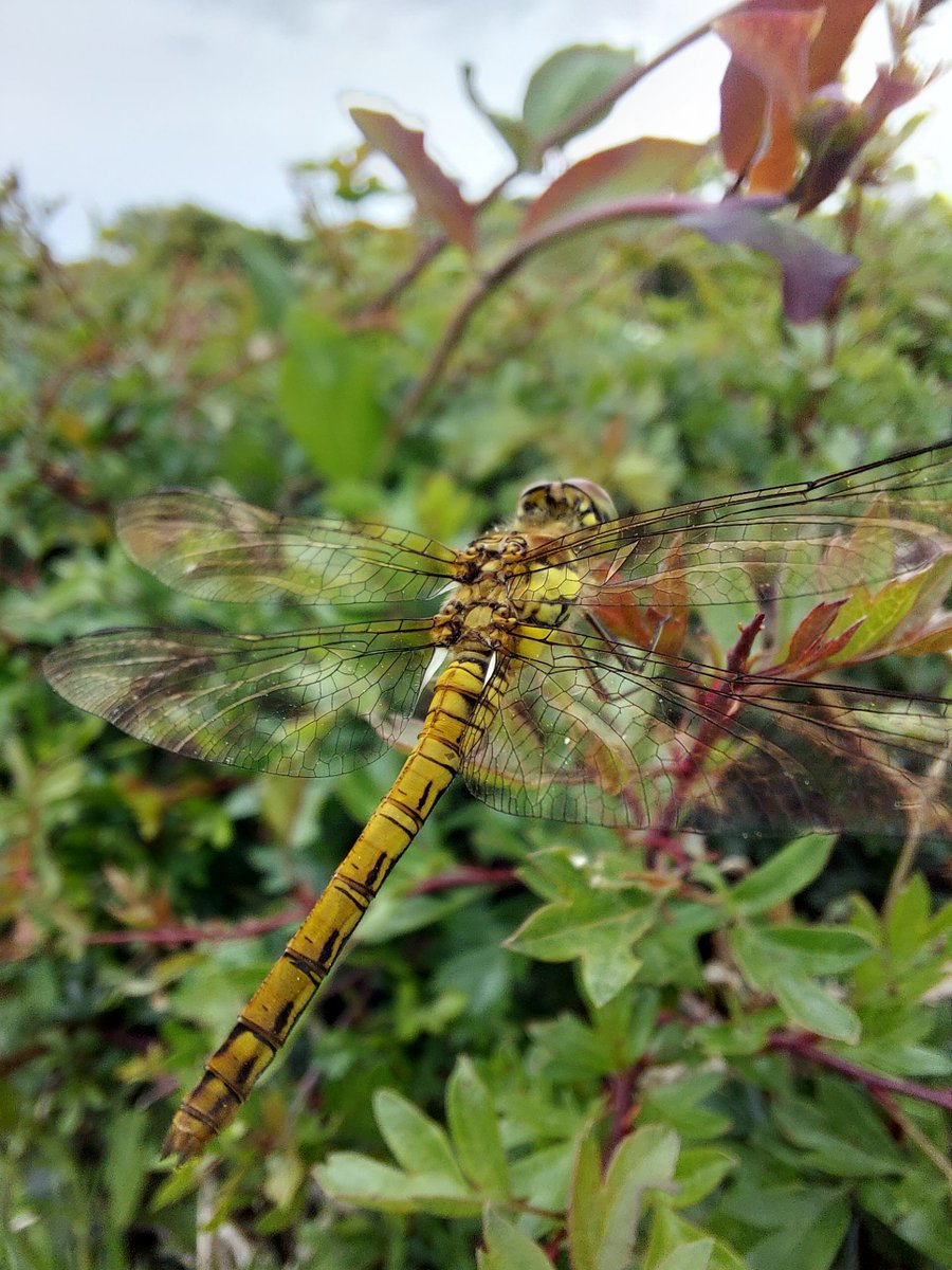 It’s National Hedgerow Week! Hedgerows are a valuable habitat for dragonflies, providing shelter and insect-rich feeding grounds. Learn more about their value and how you help protect your local hedgerows 👉loom.ly/4As5uzg 🌳#NationalHedgerowWeek 📸Conall, flickr
