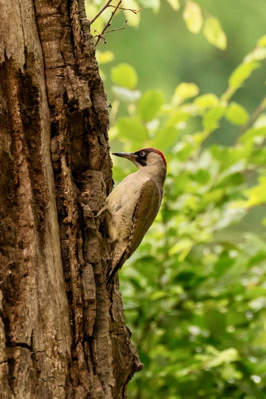 Meet the Green Woodpecker! 🐦 With its unique drumming call and an incredible shock-absorbing skull, this birdy can easily hammer through wood to find insects.🌳 📍 Bushy Park 📷 Lesley Marshall 🔗Check out our bird spotter guide: bit.ly/4bsVLVN