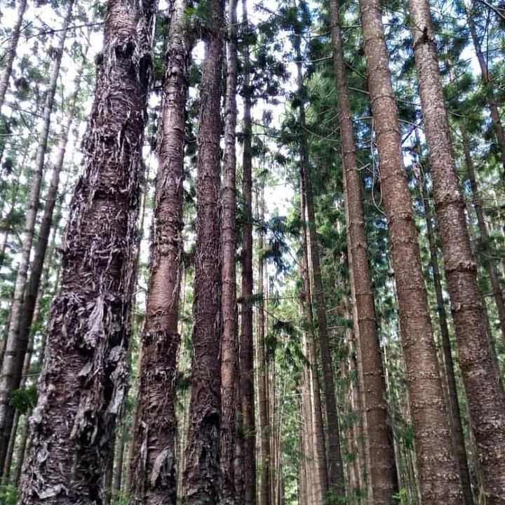 #planttrees #savetheearth #environment #greencities #sustainability #climateaction #treesforlife #naturelovers #globalwarming #greenfuture