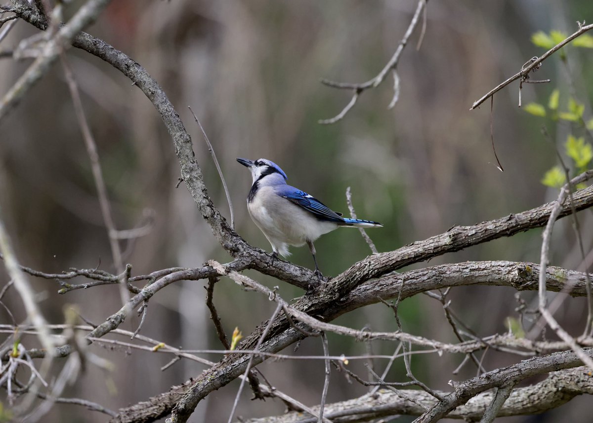 In a few days the green will take over, so enjoy the blue in the meantime😊 #birds #birding #birdsinwild #birdphotography #Smile #twitterbirds #twitternaturecommunity #Canon #twitternaturephotography #IndiAves #Birdsoftwitter #Canonphotography #BirdTwitter #Shotoncanon