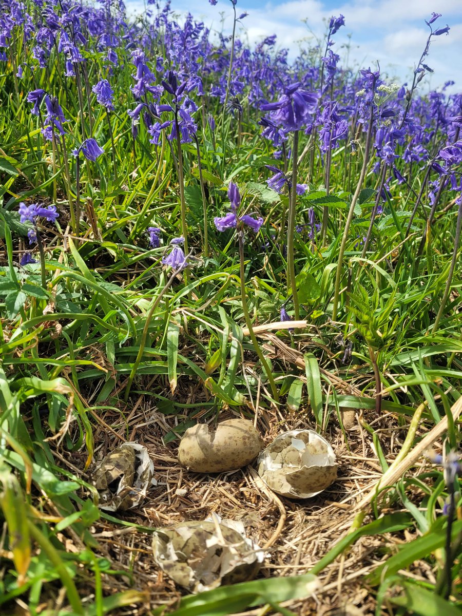 A little update about our Bluebell #Curlew pair at Lough Erne in Fermanagh... we're happy to report that all 4 eggs appear to have made it to hatching. What a lovely place to enter the world ❤🐣 @RSPBNI