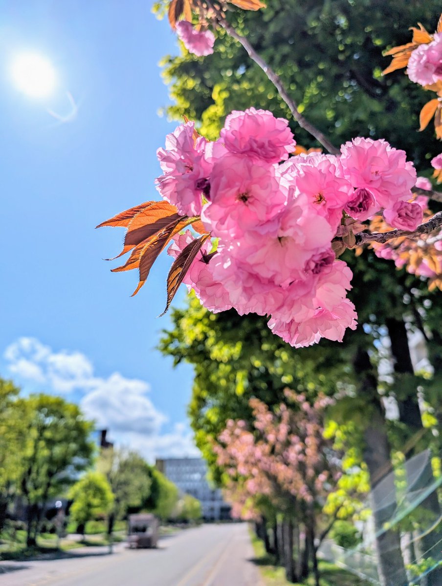 正門側、八重の桜
#サツダイ
