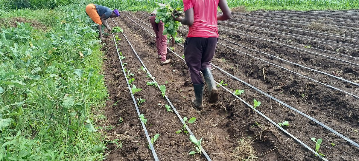 A farmer at a time, a farm per season. Offering agronomic services and farmer education bridging the gap between knowledge, science and the actual practice. Increase in productivity is a step towards food security.
#zerohunger #foodsecurity #farmereducation #agronomy