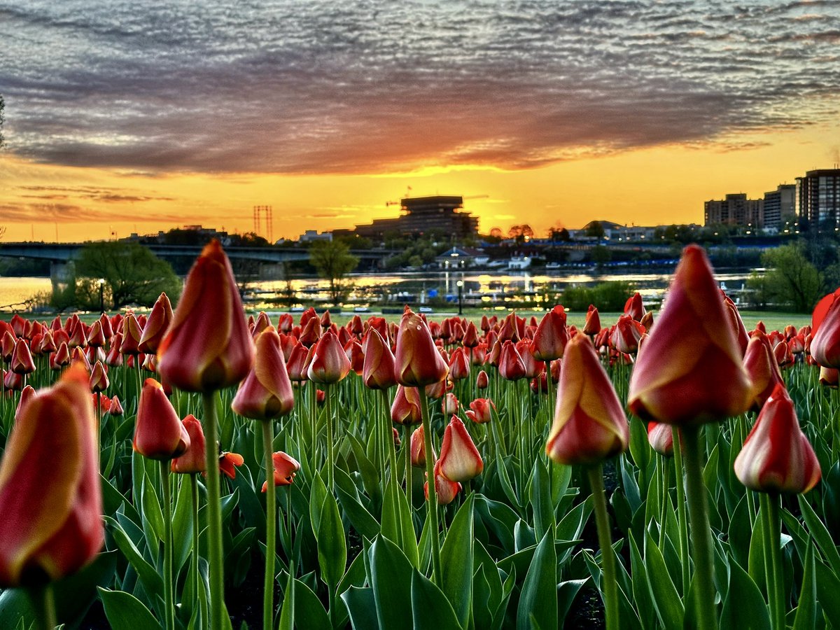 Happy Thursday! Tulips at sunrise at the Parc Jacques-Cartier this morning in Portrait and Landscape. #stormhour
