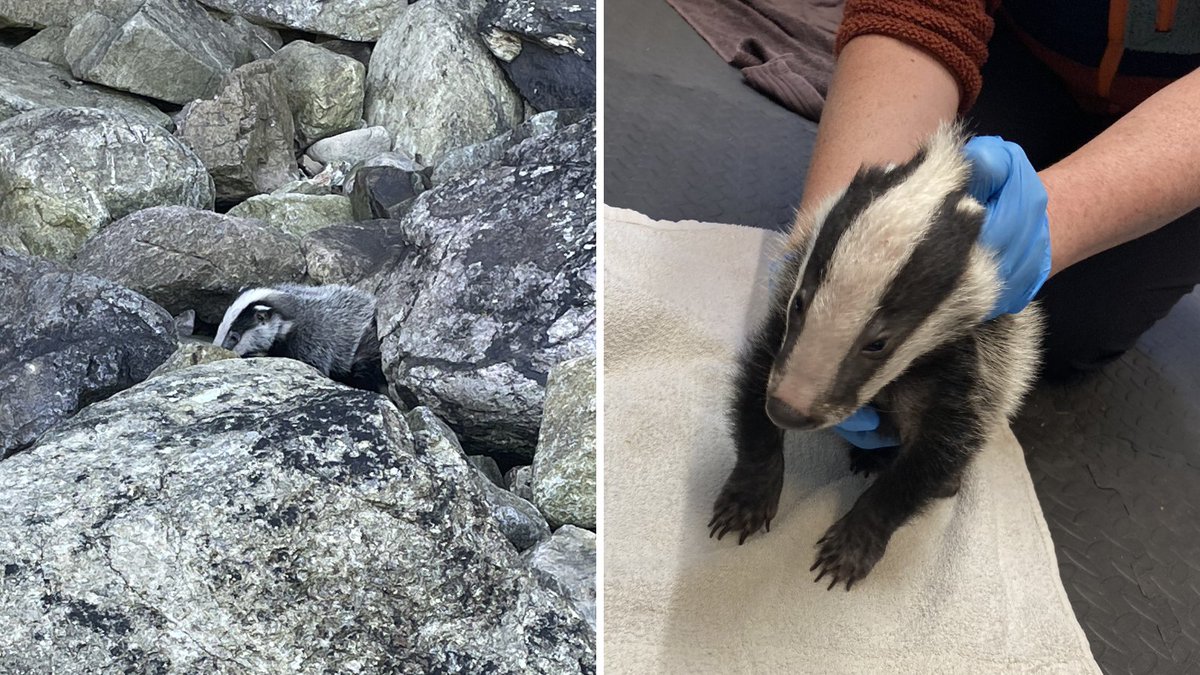 We attended a cove off the Pembrokeshire Coast Path after a badger cub had fallen off a cliff and onto the rocks below 😨 Thankfully, he didn't have any injuries and was taken back to his sett 2 days later. Found a badger cub alone? Find out what to do: bit.ly/3wgTrC5