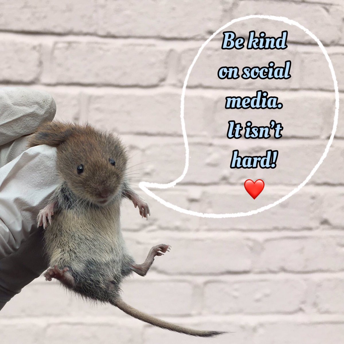 Sadly, even in wildlife community, I see rude & hurtful comments on social media. Remember, just because you’re writing words on a screen rather than in person doesn’t diminish damage they can do. You don’t know how fragile mental health of person reading your words is. #BeKind