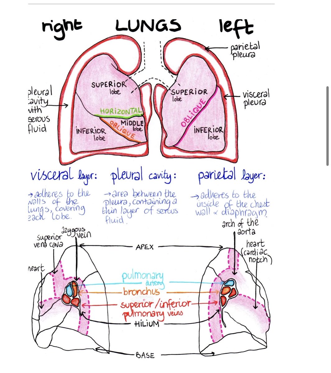Lung anatomy by paus