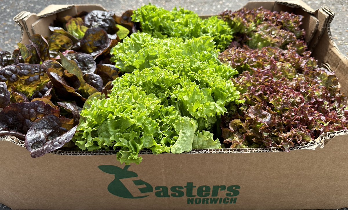 Embrace the sunshine and fresh flavours of spring with our locally grown lettuces! 🥬🌿 Of the local ones, we have; Oakleaf, Lollo Rossa, Lollo Bionda and Little Gems. Support local farmers and savour the taste of the season! #LocalLettuces #eathealthy #SupportLocal 🌱🌞