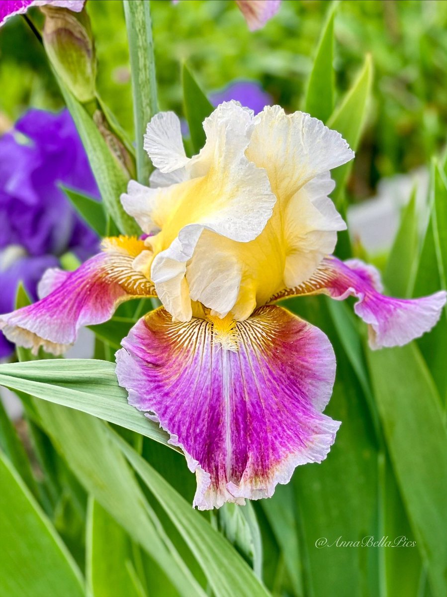The largest blooming iris in the garden with contrasting hues of magenta and lemon yellow is ‘Dawn Eternal’🩷💛 Happy Thursday🌸 #gardening #flowers