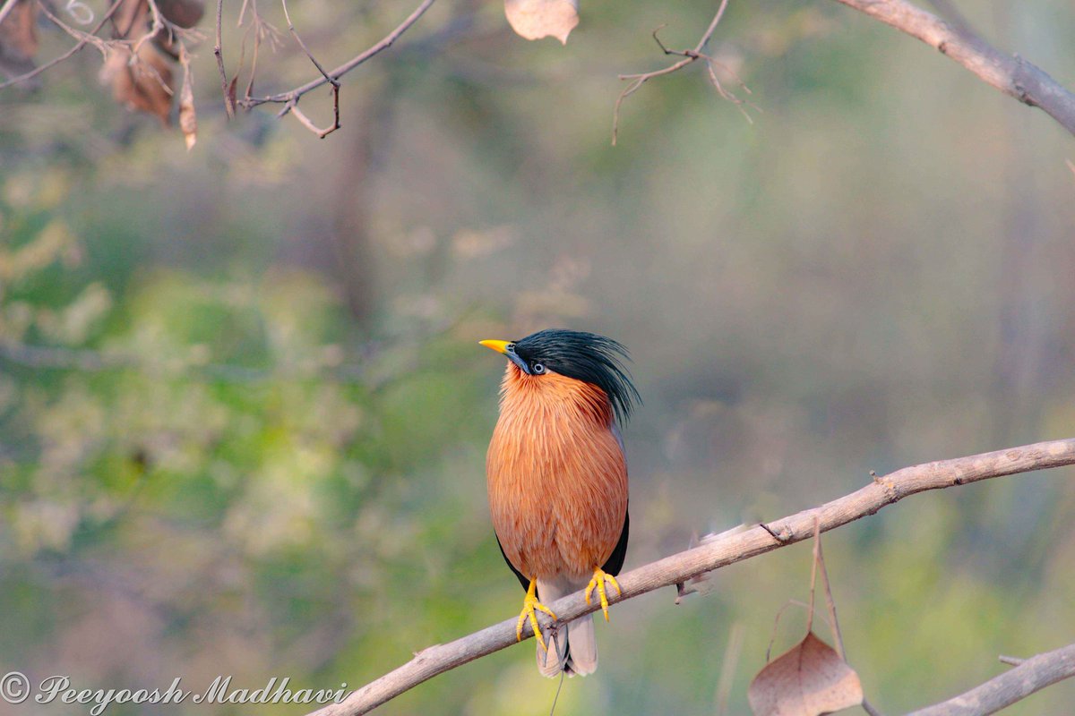 𝓑𝓻𝓪𝓱𝓶𝓲𝓶𝔂 𝓢𝓽𝓪𝓻𝓵𝓲𝓷𝓰 #photography #photo #photooftheday #NaturePhotography #natgeoBBCWildlifePOTD #natgeoindia #ThePhotoHour #BirdsOfTwitter #birds #TwitterNatureCommunity