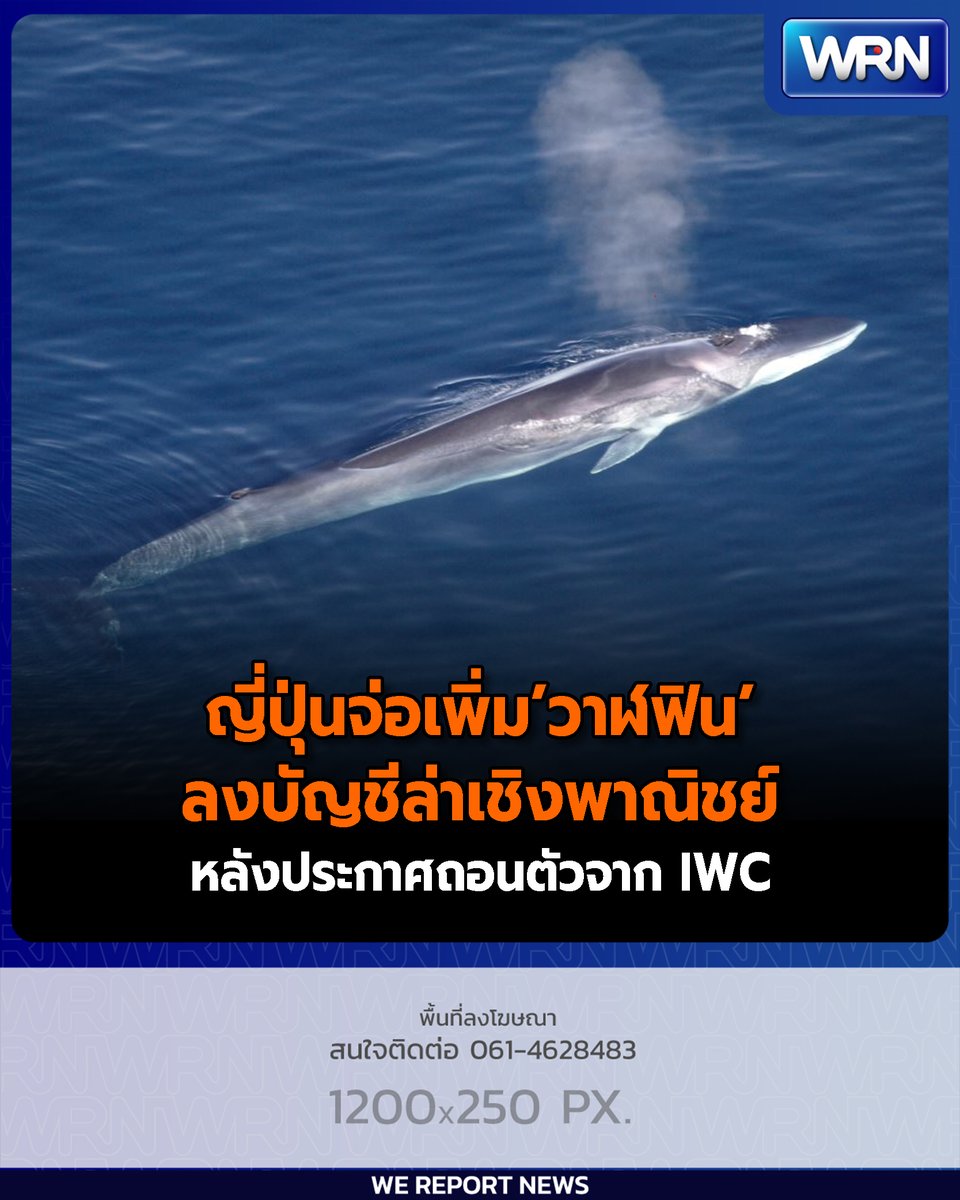 อ่านข่าว
facebook.com/photo/?fbid=30…

#ญี่ปุ่น #วาฬฟิน  #ปลาวาฬ  #IWC  #finwhales #whales  #WRN  #ข่าวtiktok #ข่าว #ข่าววันนี้ #ข่าวในมือคุณ #wernews #ข่าวwernews #wereportnews #wereportonline