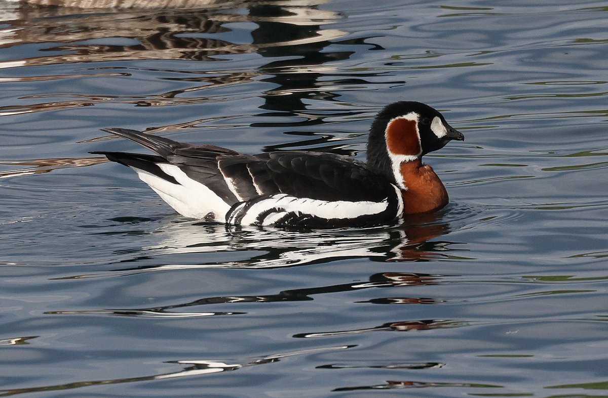 Bolton on Swale gp/Scorton gps area am this Red-breasted Goose drop in with 50+Canada 
 Geese pity it's ringed 😓