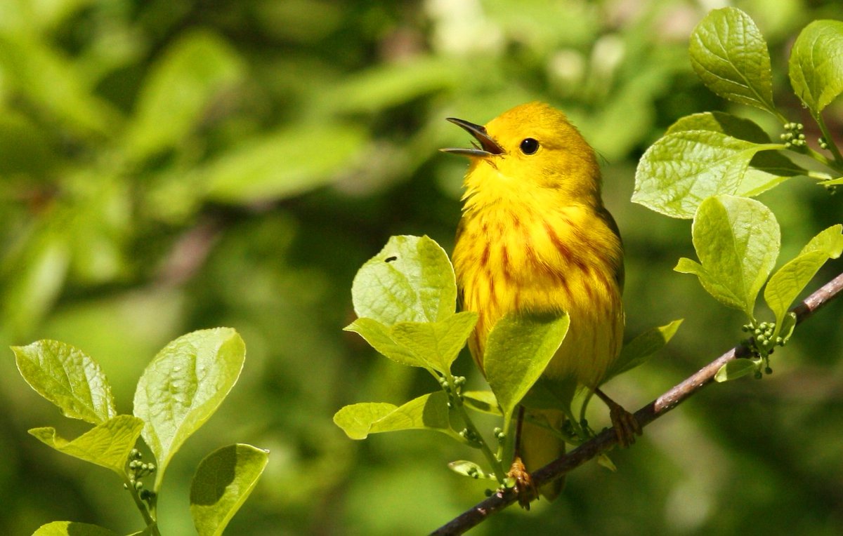 Yellow Warbler belting out a Spring song at Peterson's Farm in Falmouth, #CapeCod.