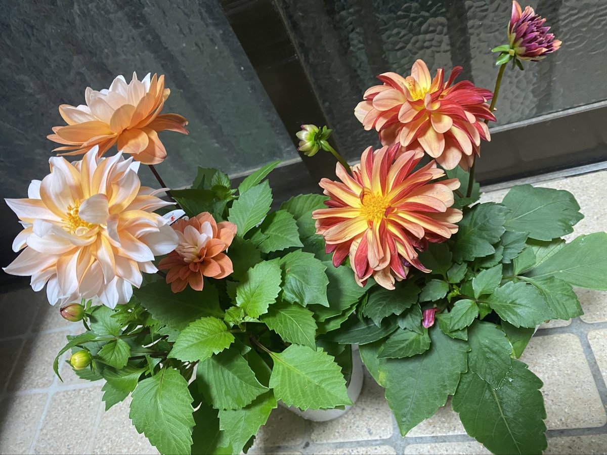 SKutakata's tweet photo. 奥さんの日何がいい？って
旦那さんが聞いてくるから〜
ダリア買ってもらった♡
２色どちらにしようか迷ってたら
迷う時は2個買いやろー！って旦那さん🤭
お花の中で1番すきですダリア様 https://t.co/zgVxYSodm8