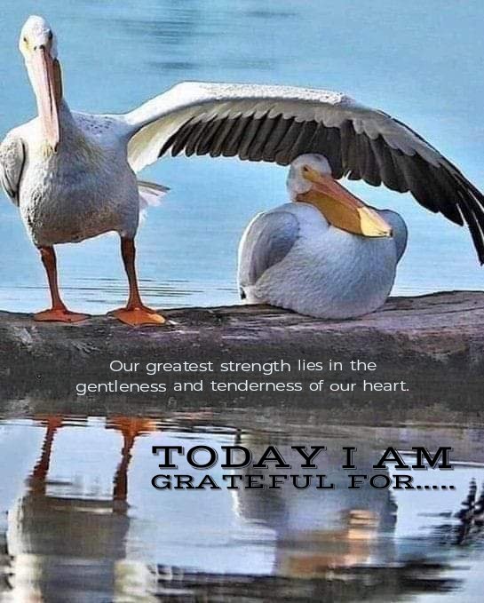 Daily Gratitude 💕 
What are you grateful for today?  #grateful #gratefulpost #GratitudePost #gratitude #dailygratitude