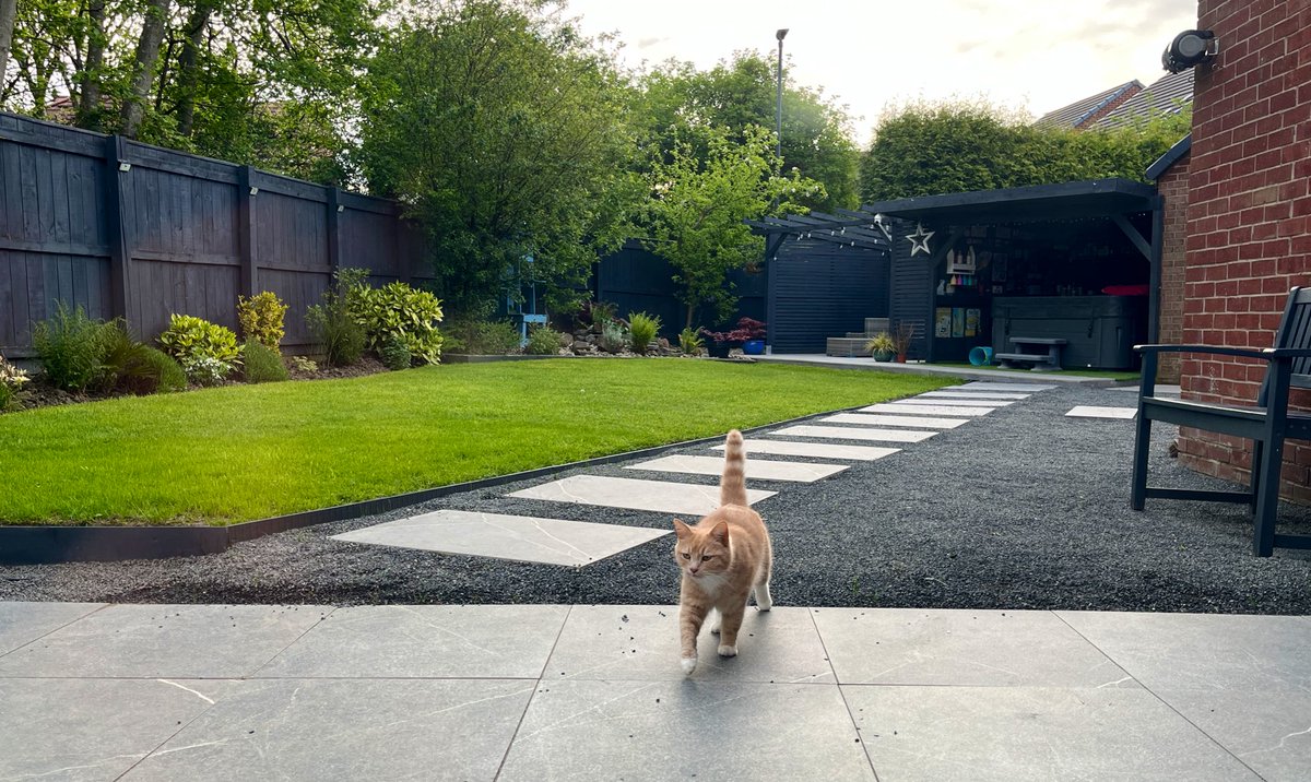 Sun ☀️ is shining and no rain today, loving my outdoor space and enjoying the nice weather . Garden pawtrol duties completed , might have an afternoon nap in shade now 😻🧡 #CatsOfX #adoptdontshop  #rescuecat #catlovers