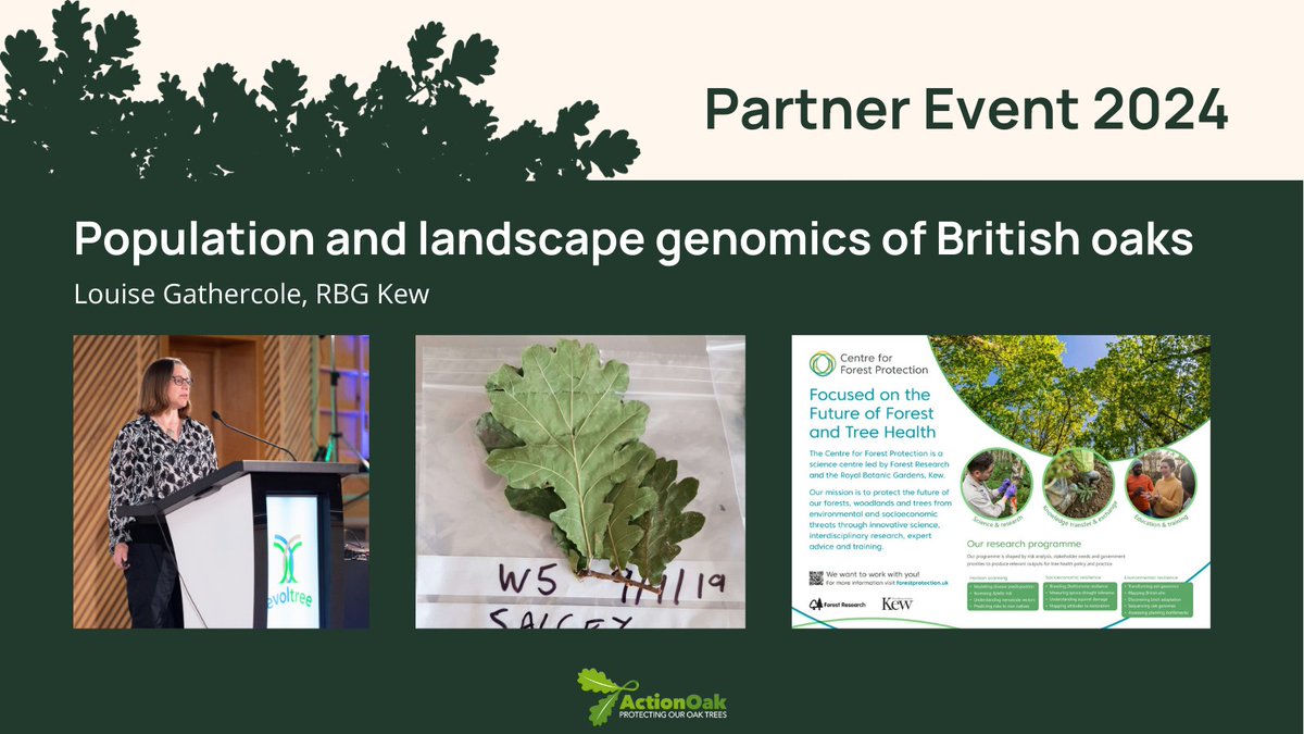 Louise Gathercole from @ForestProtectUK & @KewScience presents, 'Population and landscape genomics of British oaks'. 🌳🌳🌳 #PlantHealthScience #ActionOakPartnerEvent2024 #PlantHealthWeek
