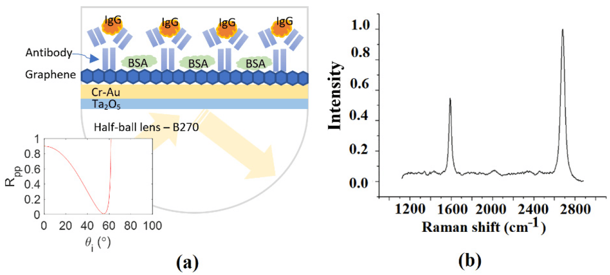 Single-Layer-Graphene-Coated and Gold-Film-Based Surface Plasmon Resonance Prism Coupler Sensor for Immunoglobulin G Detection mdpi.com/1424-8220/22/4… #ImmunoglobulinGDetection #SurfacePlasmonResonance #Graphene #VirusInfectiousDisease