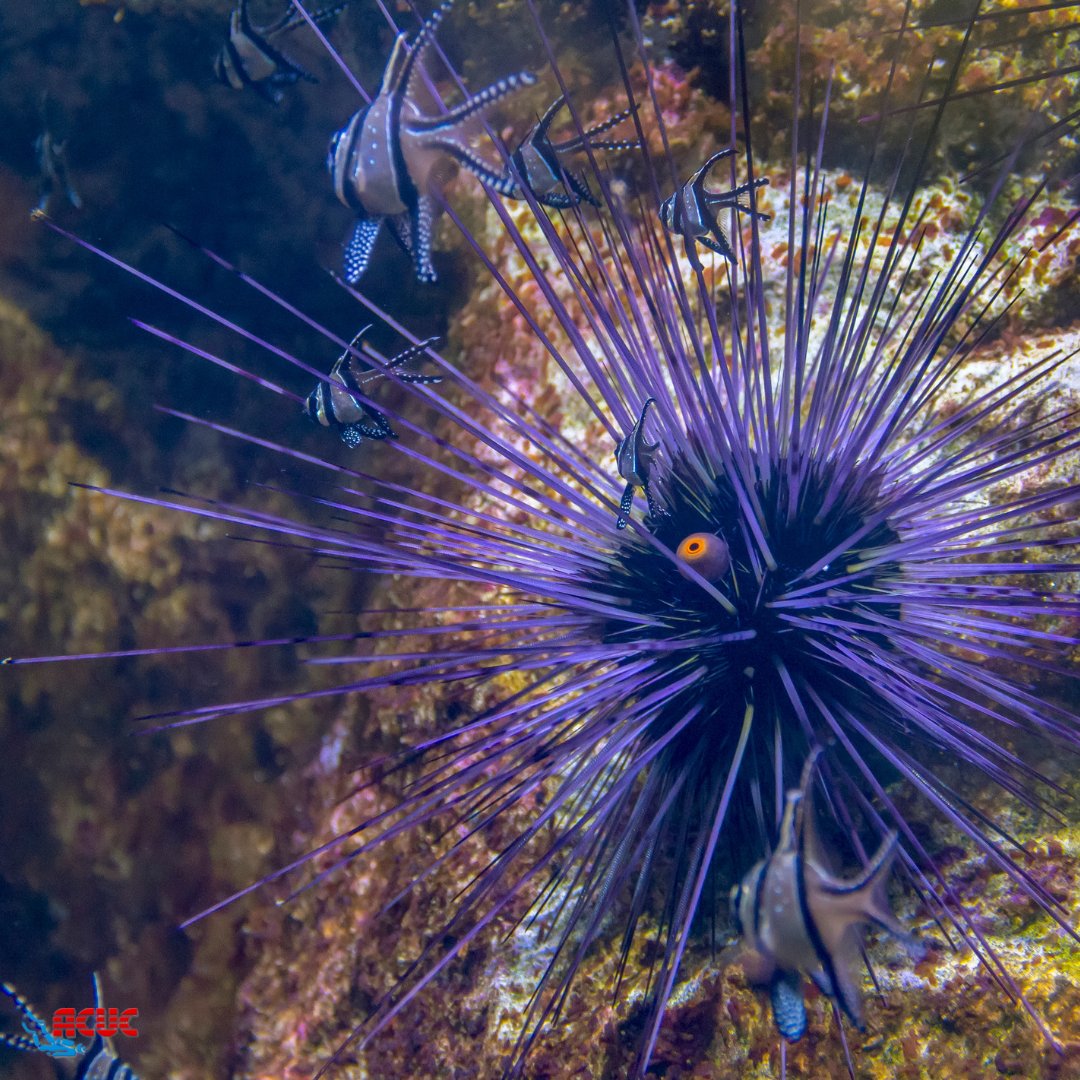 acucint's tweet photo. 🇫🇷 En plongée, il ne faut pas oublier que nous sommes immergés dans un écosystème auquel nous n'appartenons pas 🤿🪸🐠

Nous ne sommes que des visiteurs!

#Blessuresenplongée #VieMarine https://t.co/ubwPHEmWB7