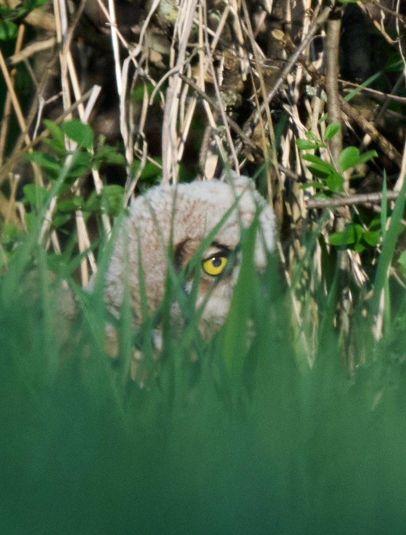 If I don't make eye contact, I'm not really here ... 🦉 #Owls #NaturePhotograhpy