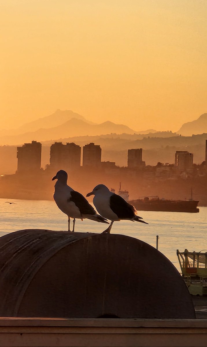 Buenos días navegantes!! Desde #Valparaíso y #Viña, sale el sol tras el Majestuoso Aconcagua, el cerro La Campanita y las gaviotas de siempre. @hacerfotos @Havenlust @Meteoclick #sunrise