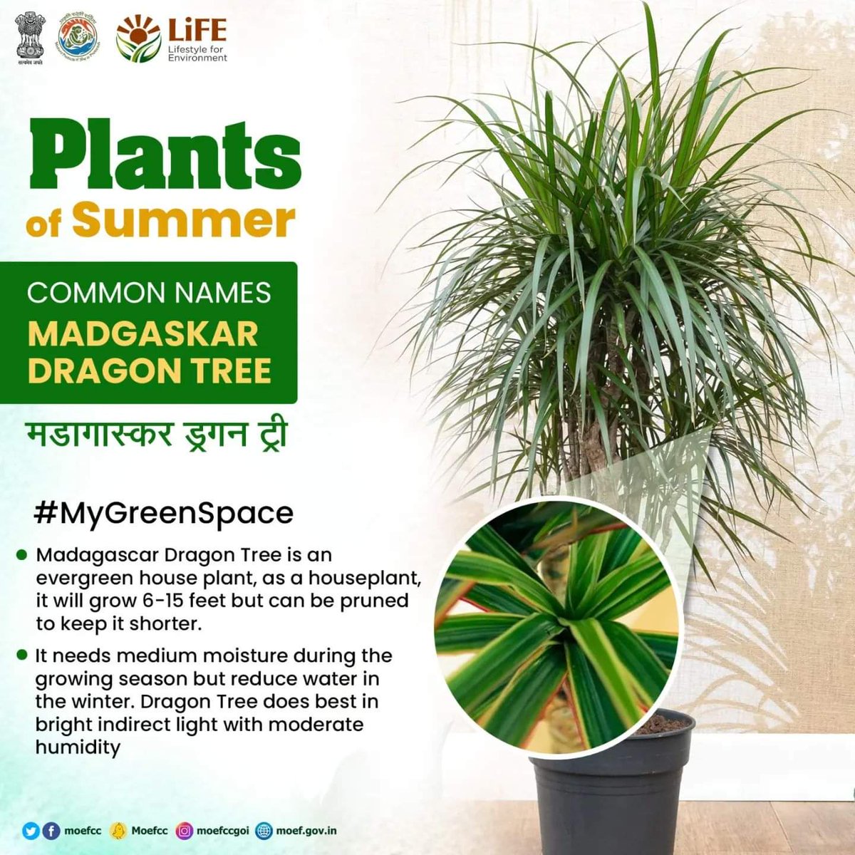 Make your summer refreshing by planting #PlantsofSummer in your indoor and outdoor spaces! #MyGreenSpace #ProPlanetPeople #MissionLiFE
