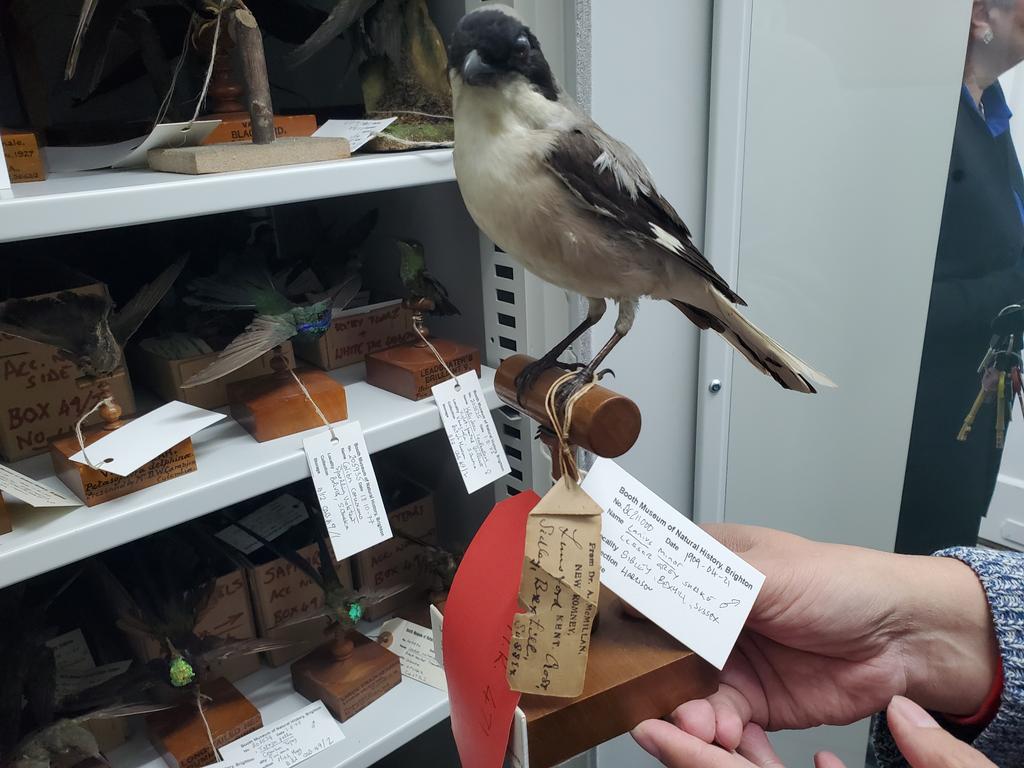 Great visit to Brighton's Booth Museum. Some amazing stories about the exhibits and a behind the scenes peek at some of the infamous 'Hastings rarities' . Fascinating! @BrightonMuseums #birding