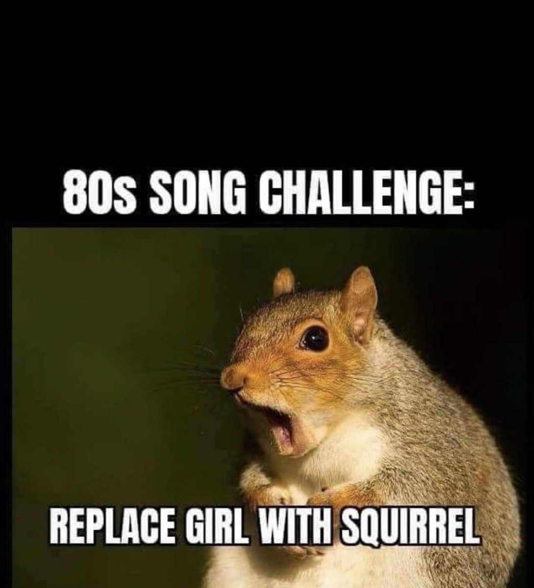 Squirrels just wanna have fun!!! 🎶🎤🎶