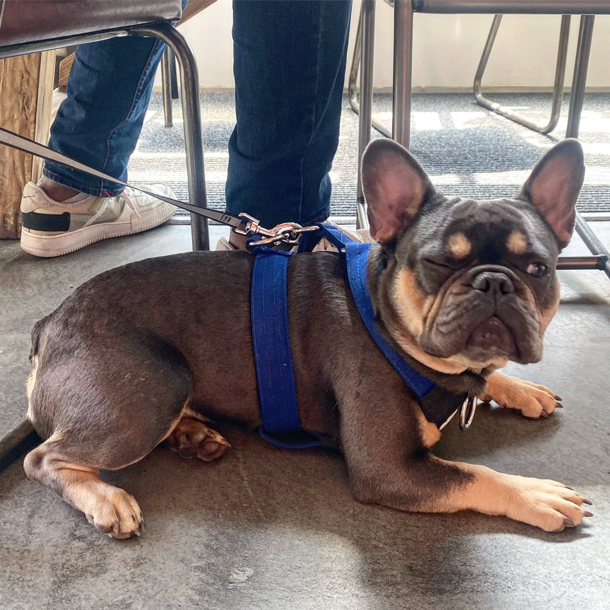 Benji, always keeping eye out on our treat station.

#pupslovepubs
#dogfriendly #dogoftheday #dogsofinstagram #dogfriendlylondon #dogfriendlypub