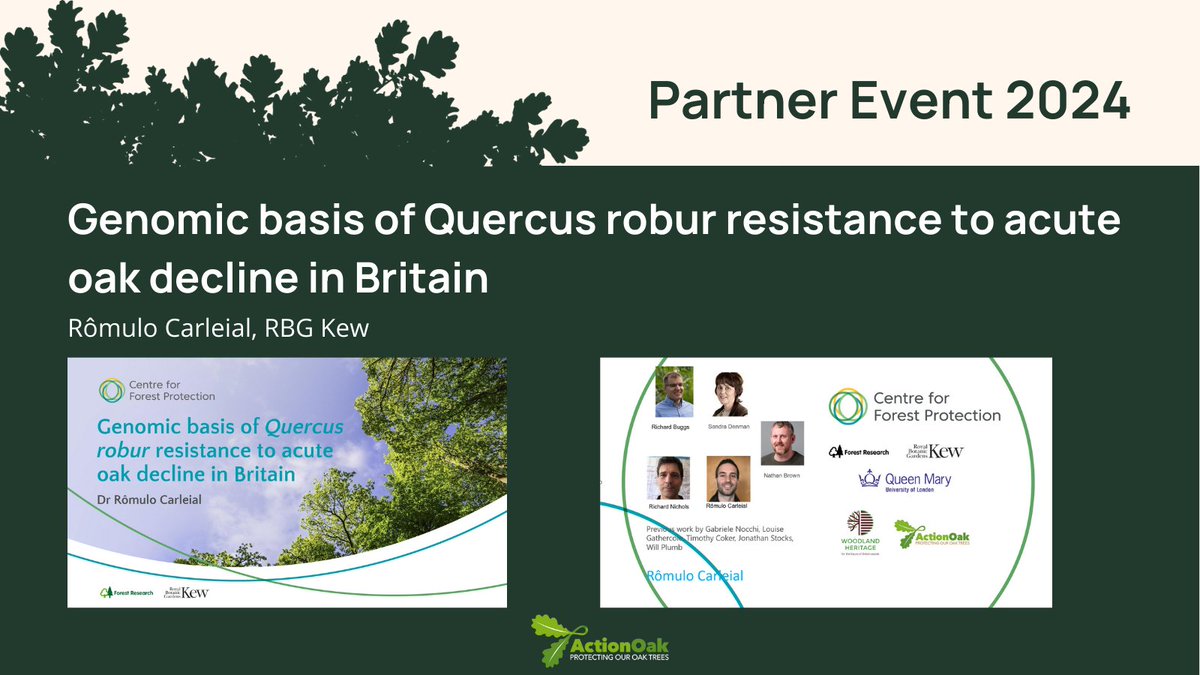Rômulo Carleial from @ForestProtectUK & @KewScience presents, 'Genomic basis of Quercus robur resistance to acute oak decline in Britain'. 🌳🌳🌳 #PlantHealthScience #ActionOakPartnerEvent2024 #PlantHealthWeek