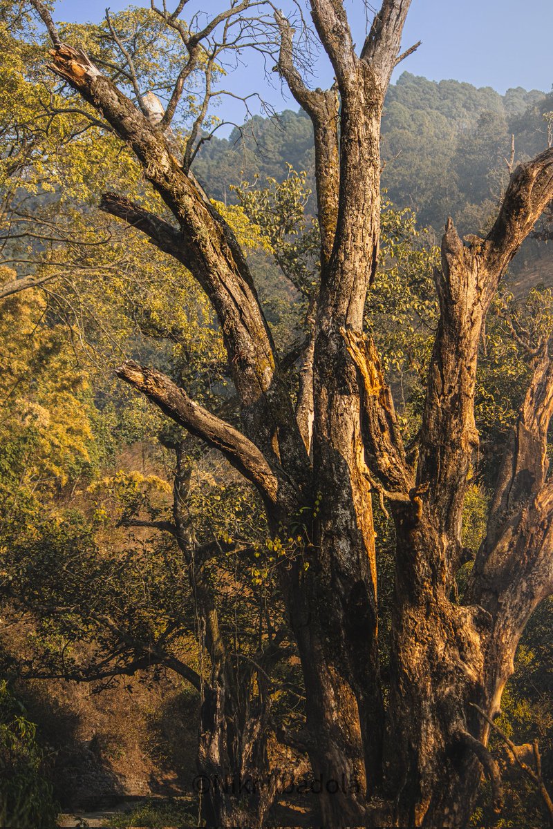 Take me down to the Paradise City
Where the grass is green and the girls are pretty
Oh, won't you please take me home?

#paradise #randomshot #shotoftheday📷
#shotoncanon1500d #inlovewithmountains #mountains 
#canonphotography #eveningthoughts #goldenhour
 #forest