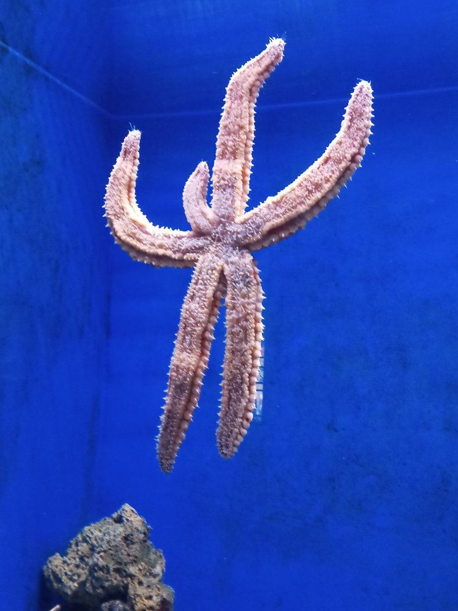 LiMoncc's tweet photo. Today we went on a school trip to the #sea side of our #slovenia 🌊 #aquarium #piran #may2024 #trip https://t.co/BUb9PfRqw0