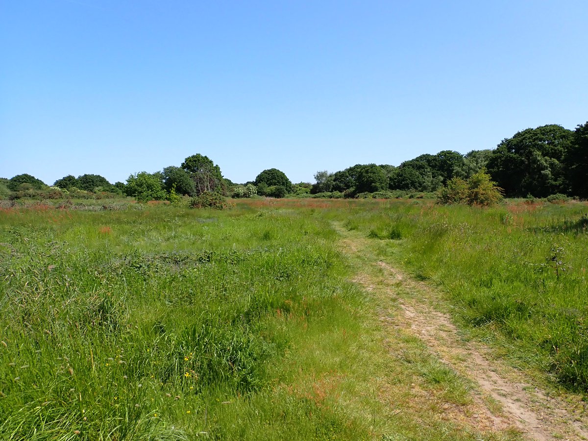 Come along to a guided walk: ‘Special plants on Mitcham Common’ led by Jane Lowe and Moira O’Donnell.
SUNDAY 26th MAY 1pm - 2.30pm
Tickets £5, book online: slbi.org.uk/event/special-…
(Photographs by Jane Lowe)

#SLBI #MitchamCommon #southlondon