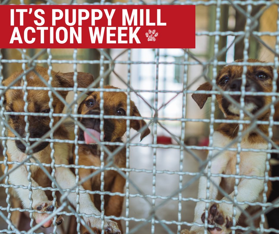 This week, we also recognize Puppy Mill Action Week. This annual event is dedicated to raising awareness about the harsh conditions many dogs unfortunately endure in puppy mills. #wpp #puppymills #woundedpaw #dogs  bit.ly/4a2SE64